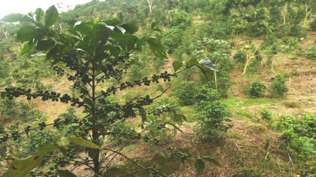 Coffee plantation on hillside